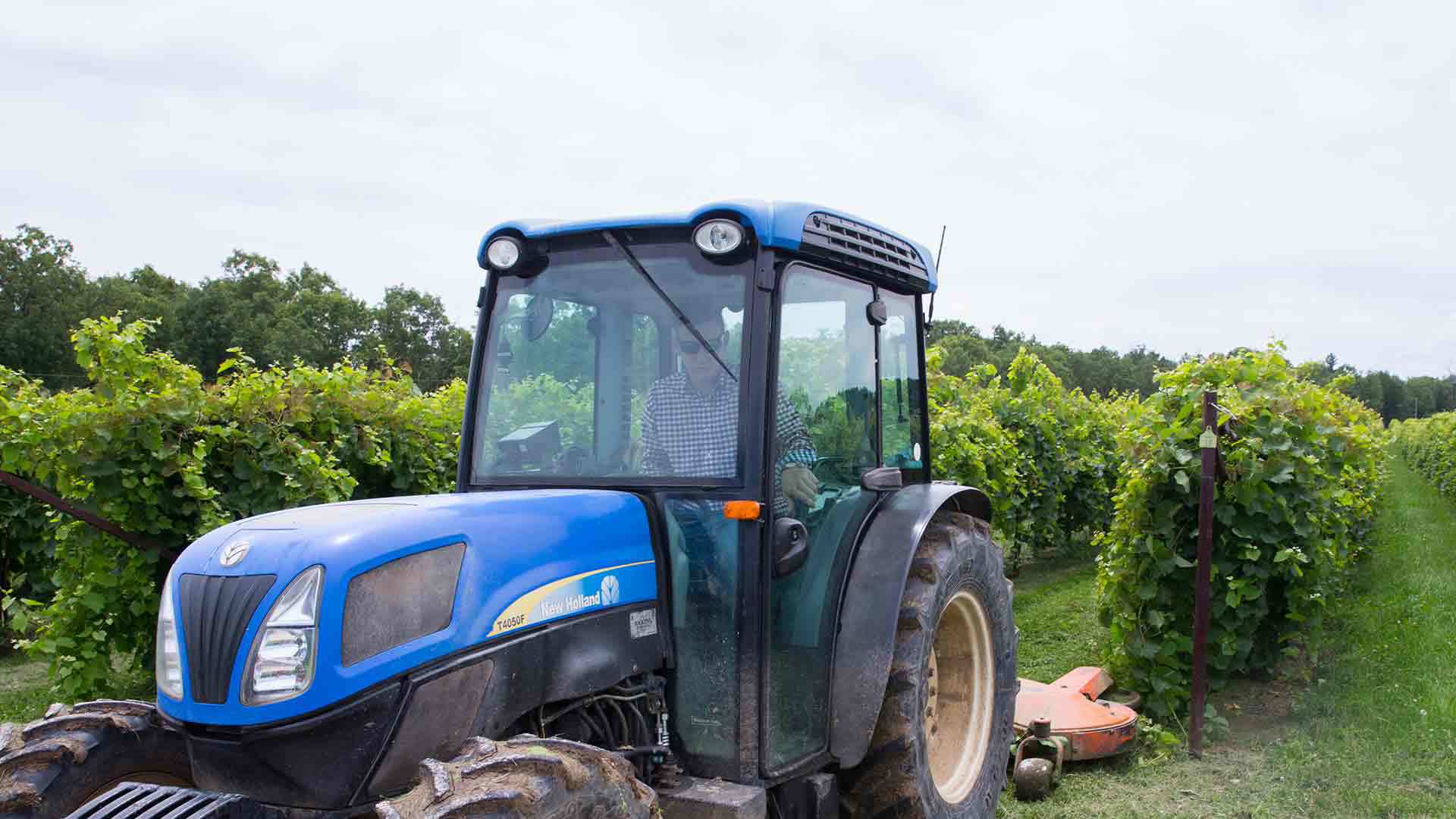 Student driving a blue tractor in an orchard.