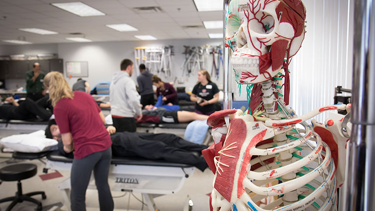 A closeup of a plastic human skeleton, mostly showing the ribcage and spine. The skeleton's body parts are labeled. A group of physical therapy students are practicing their techniques in the background.