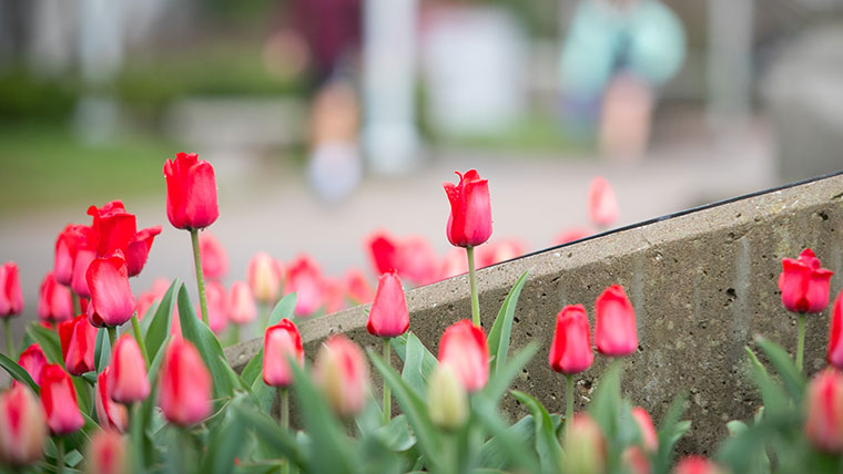 Red tulips blooming in a campus flowerbed with students walking in the background.