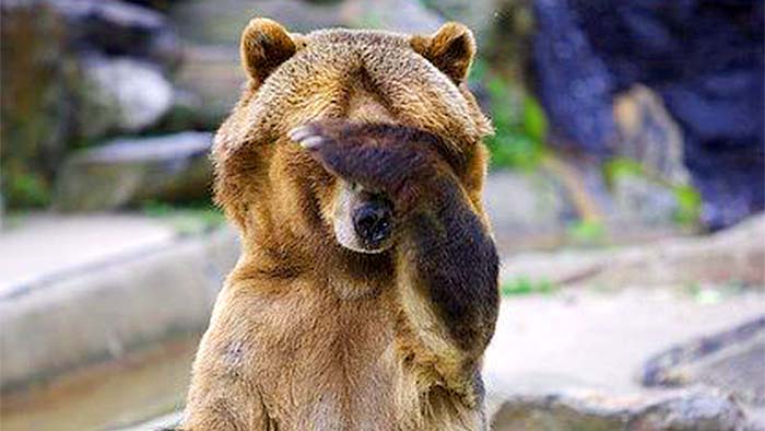 Photo of a standing bear covering its eyes with one paw
