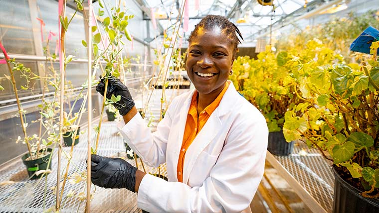 A happy, smiling graduate student handles plants in a greenhouse on campus.