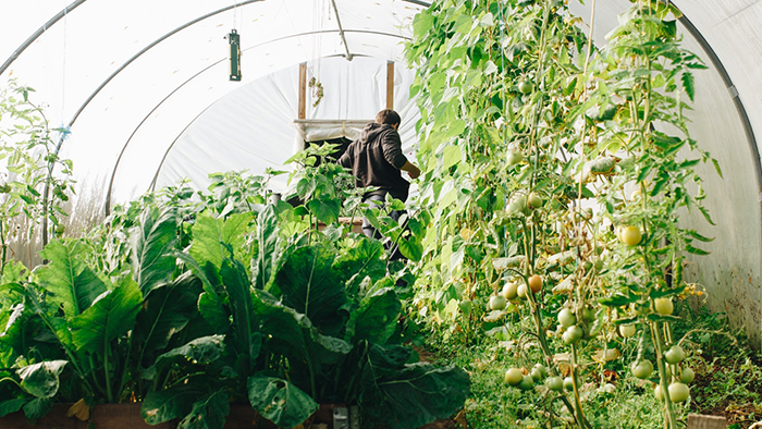 A man in a greenhouse works amongst tomato plants and other veggies