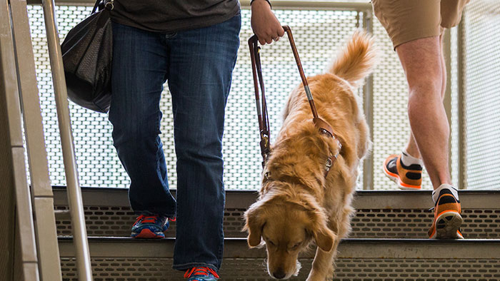Guide dog leading person down stairs
