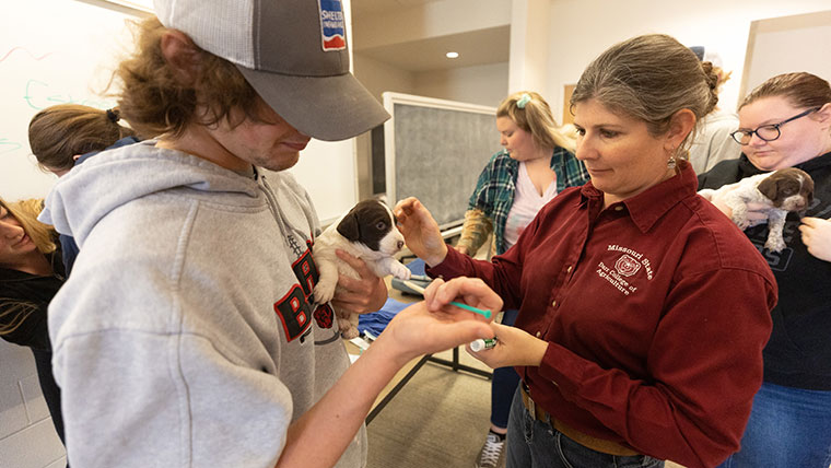 Missouri State student vaccinating a puppy