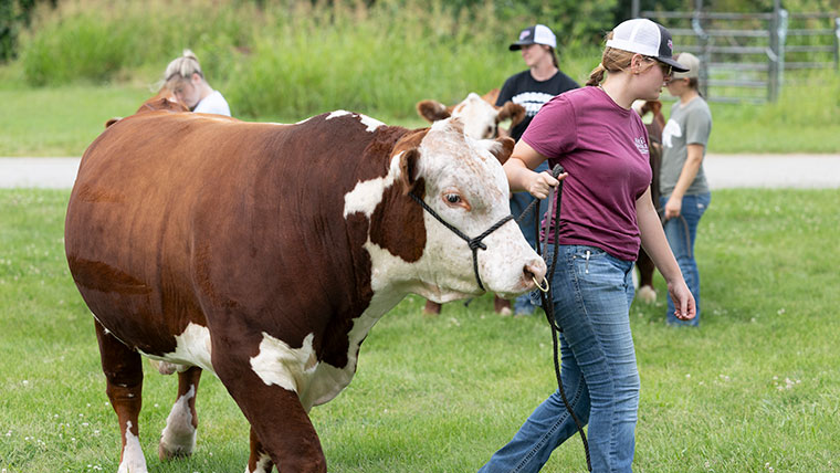 A show team student leads a Hereford through a pasture with her team standing behind her.